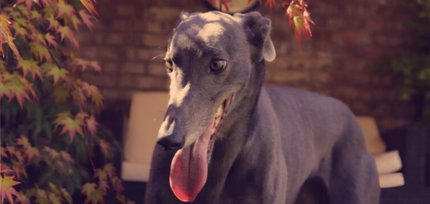 Greyhound - a dog breed etymology