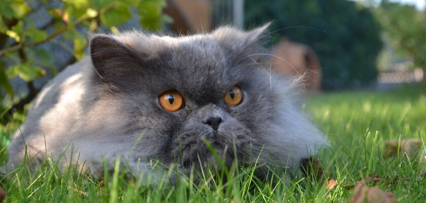 Gato británico de pelo largo: una belleza llena de calma estoica
