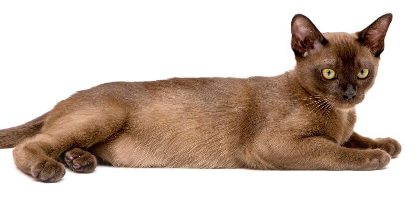 El gato birmano, una mascota poco conocida en Polonia con una rica historia. ¿Qué tipo de miembro del hogar será?