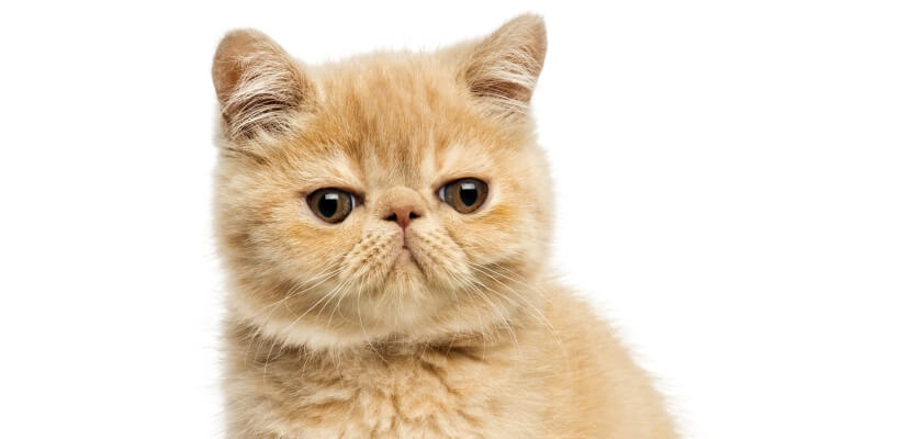 El gato exótico: el persa de pelo corto. ¿Es realmente un gato «para vagos»?