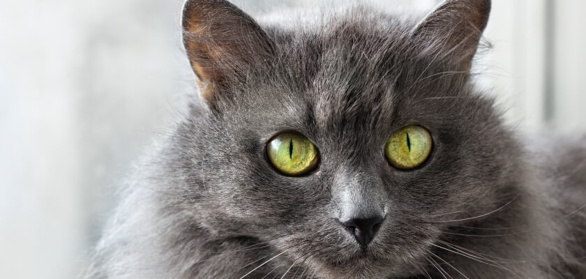 El gato nebelung: un doméstico equilibrado con un pelaje impresionante