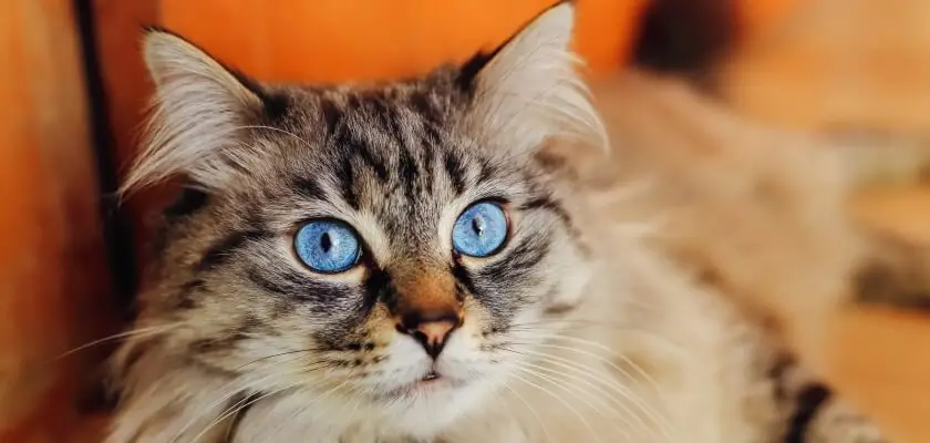 Gato de mascarada Neva: una de las razas más sanas