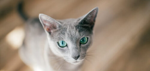 Gato ruso azul – aristócrata de ojos verdes