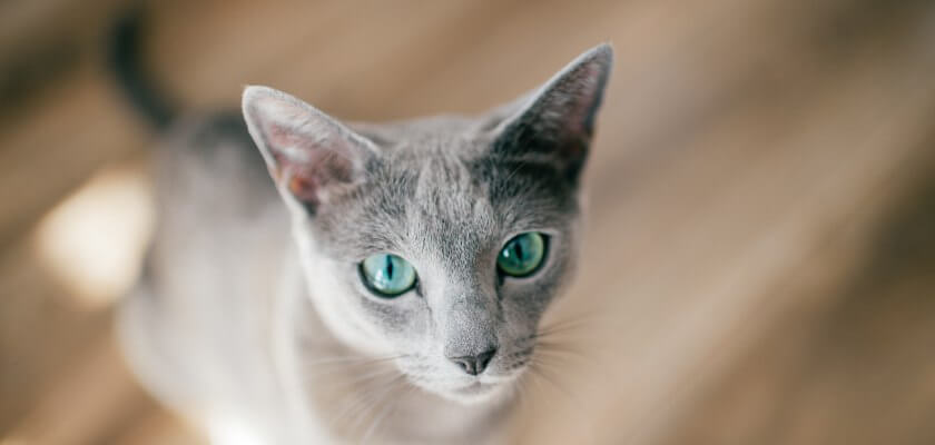 Gato ruso azul – aristócrata de ojos verdes