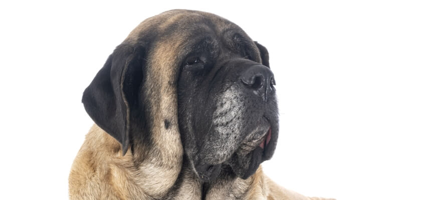 Mastín inglés: uno de los perros más grandes del mundo