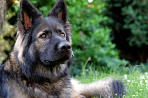 Antiguo perro pastor alemán – perro versátil, fiel e inteligente, con una historia interesante