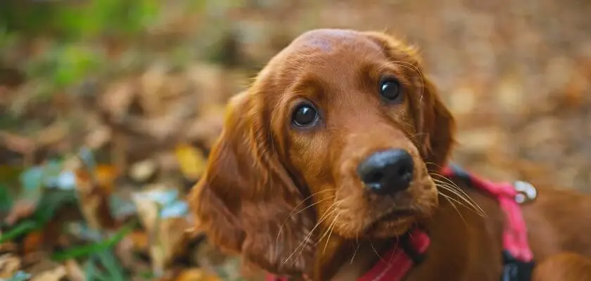 Seter irlandés – uno de los perros más bonitos del mundo. Descubra todo sobre esta raza.