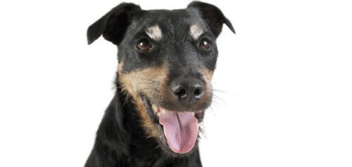 Terrier alemán: ¡el cazador consumado! Toda la información sobre la raza
