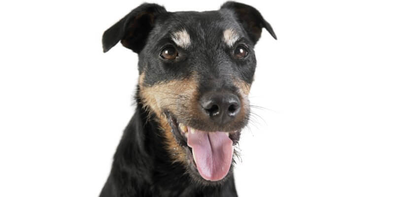 Terrier alemán: ¡el cazador consumado! Toda la información sobre la raza