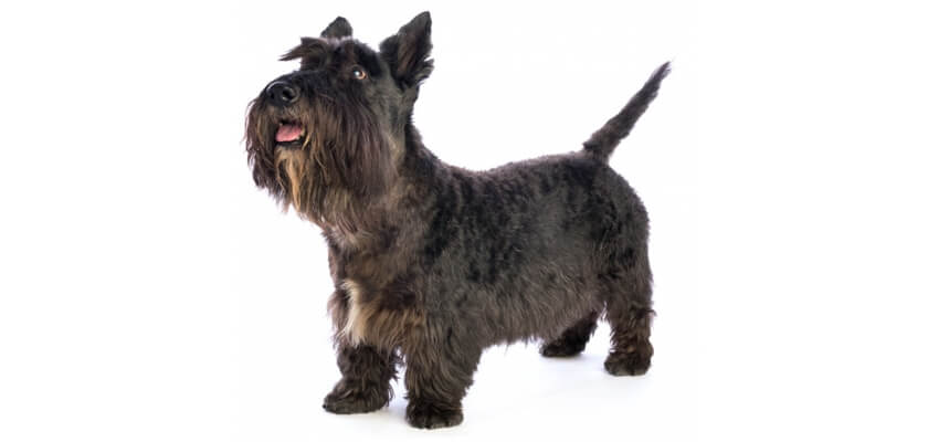Scottish Terrier – un perro distante con un carácter muy fuerte