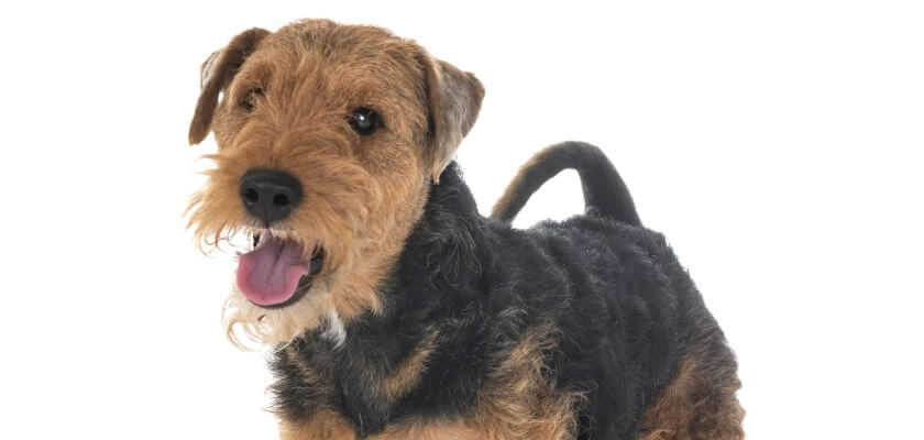 Welsh terrier – perro independiente e inteligente para los amantes del ocio activo