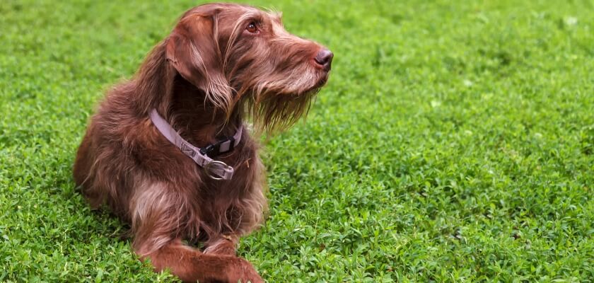 El perro de caza con galgo: un cazador inteligente e independiente