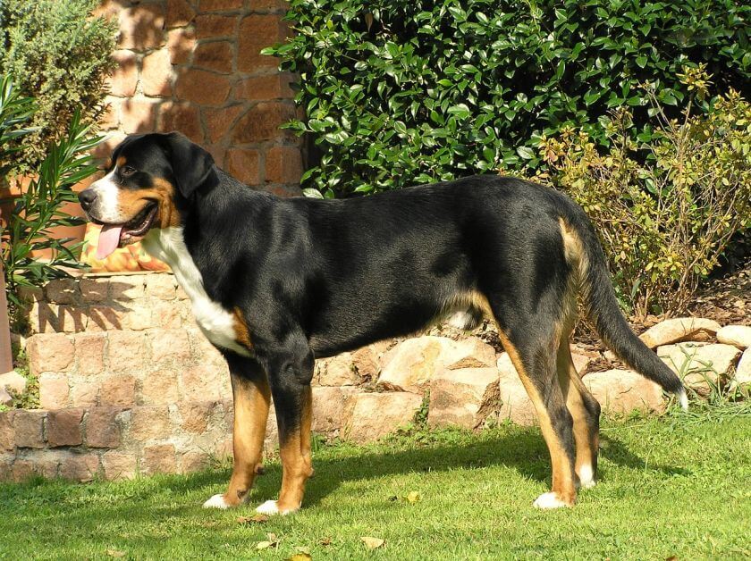 Perro de pastor suizo grande - apariencia