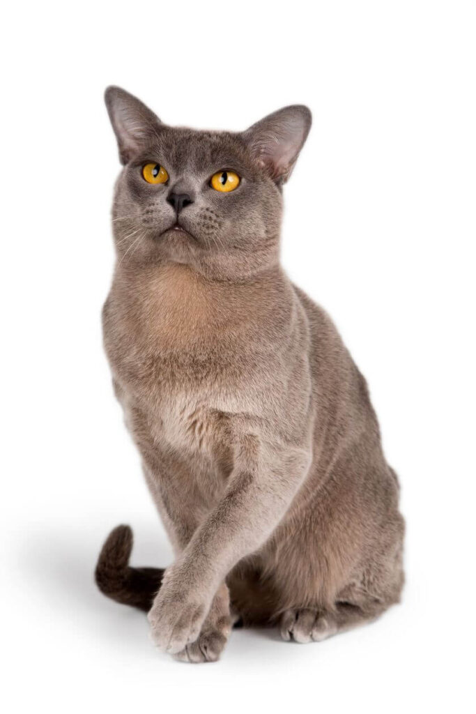 Gato birmano - Cría