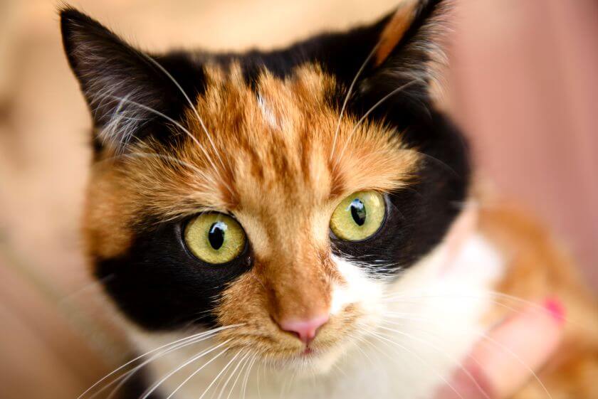 Gato bobtail japonés - apariencia