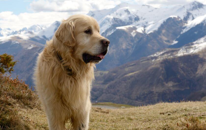 Perro de montaña de los Pirineos - aspecto