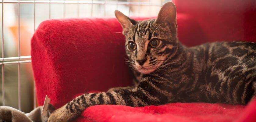 El gato de Asher: ¿cuál es el secreto de los gatos más caros del mundo?