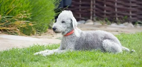 Bedlington terrier: un cazador vivaz con un aspecto interesante