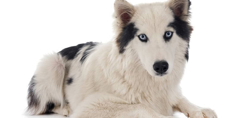 Perro faldero de Yakutsk: un perro de utilidad de la remota Siberia