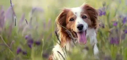 Sabueso holandés: raro perro de caza de pequeño tamaño