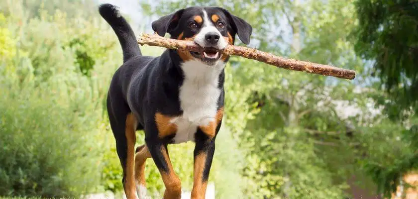 Appenzeller: el versátil perro pastor de Suiza. ¡Conócelo mejor!