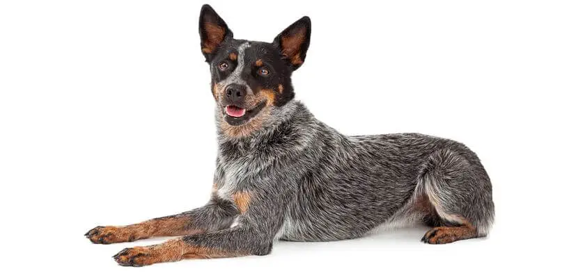 Perro boyero australiano: un gran perro guardián para el adiestrador experimentado