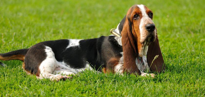 Basset hound – un perro de apareamiento de patas cortas. ¿Cuál es su verdadera naturaleza?