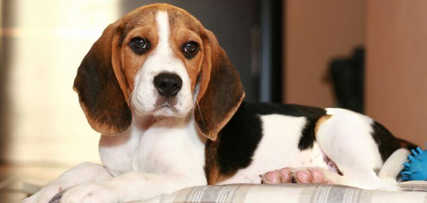 Beagle, el perro de caza más pequeño con gran energía