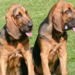 bloodhound-opis rasy