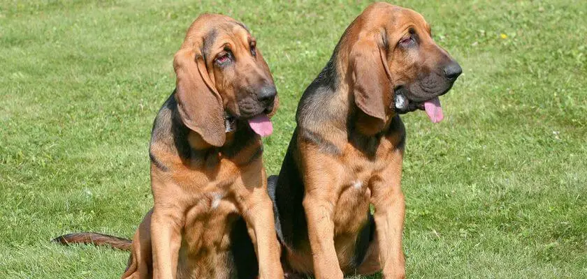Bloodhound: el perro de caza con el mejor olfato del mundo. Conozca su carácter, sus necesidades y su hogar ideal