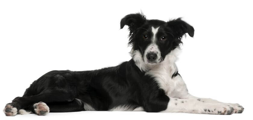 Border collie: ¿la celebridad canina y la raza más inteligente del mundo? ¡Lea antes de comprar un cachorro!