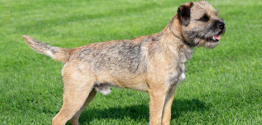Border terrier – perro de trabajo pequeño pero muy fuerte