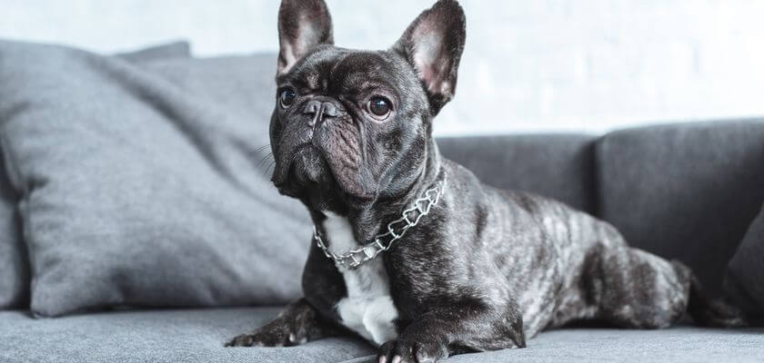 Bulldog francés: un perro muy popular con un hocico aplanado. Conformación y características de la raza