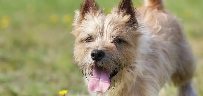 Cairn terrier: el más antiguo de los terriers escoceses. ¿Qué vale la pena saber sobre él?