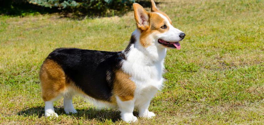 Cardigan welsh corgi – perro alegre de patas cortas y enorme temperamento