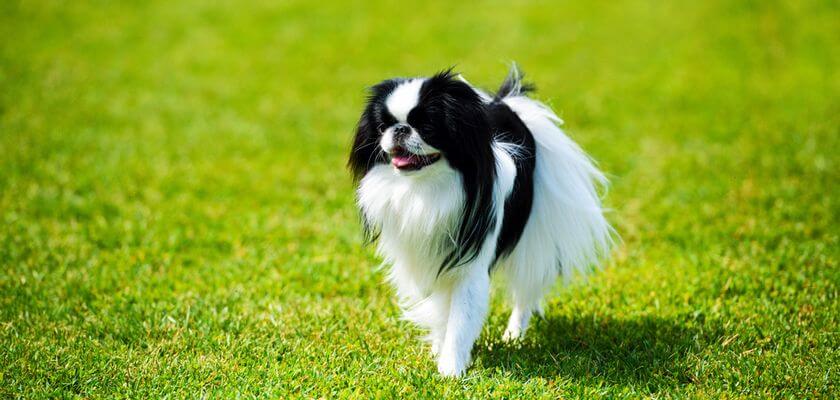 Chin japonés: un perro encantador del Lejano Oriente, ideal para la compañía