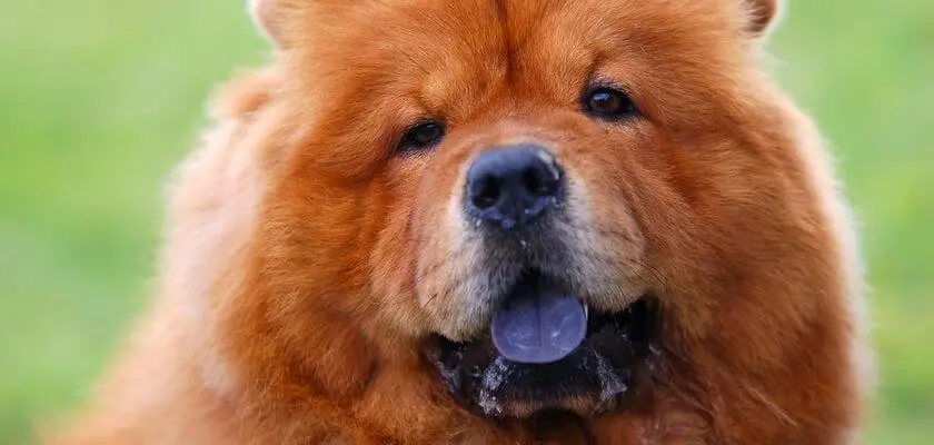 Chow chow – un perro con apariencia de león y lengua púrpura