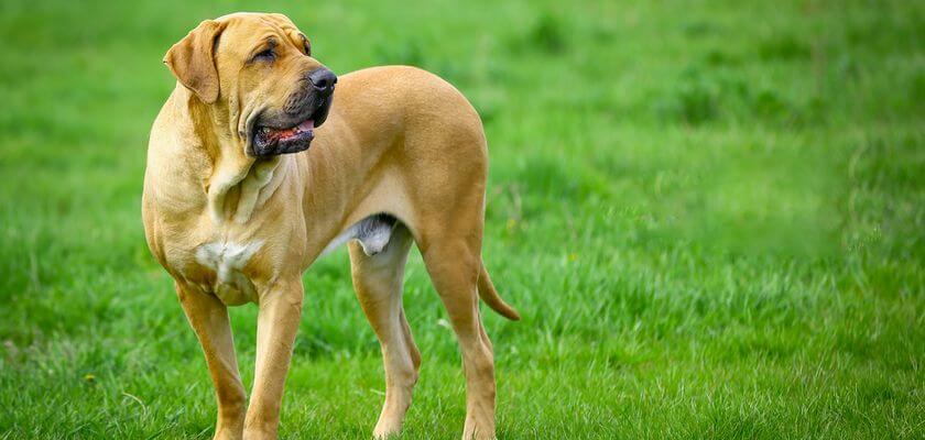Fila brasileiro – el perro de defensa perfecto para el adiestrador experimentado