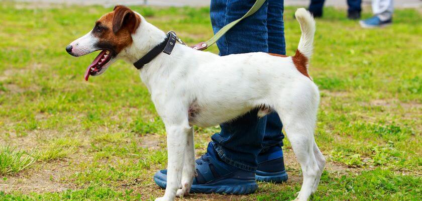 Foxster de pelo corto: el perro de caza para adiestradores experimentados
