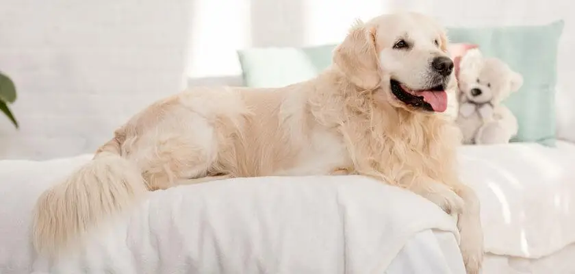 Golden retriever: un perro familiar amable y devoto con un pasado de cazador. Aseo, duración de la vida, disposición