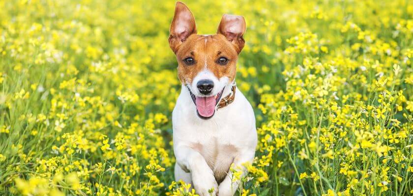Jack russell terrier (JRT) – un perro pequeño con gran energía. Ver la descripción de la raza del perro
