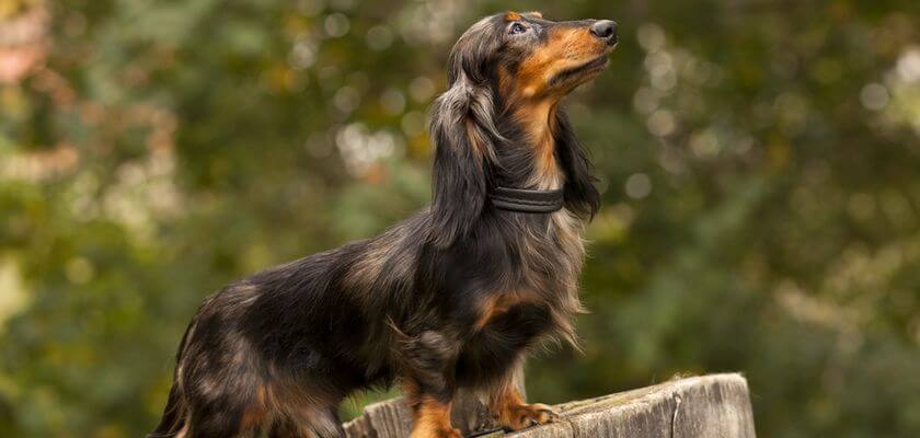 Dachshund de pelo largo: un encantador perro de caza. Conozca su temperamento y sus exigencias. A ver si eres un buen guardián para él.