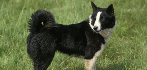 El perro oso de Carelia: un cazador eficaz y resistente del norte de Europa