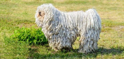 Komondor – un perro poderoso con un pelaje inusual y un carácter fuerte