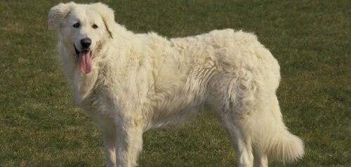 Kuvasz – un hermoso perro pastor blanco de Hungría
