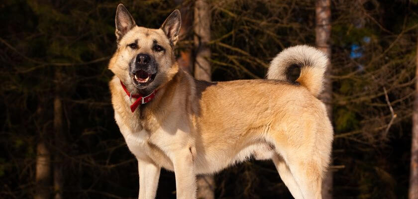 La cierva de Siberia Occidental: el intrépido perro de caza. Conozca el carácter y el origen de esta raza
