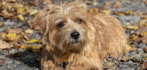 Norfolk terrier: un perro divertido y sociable para su familia Descubra la descripción de la raza Norfolk Terrier