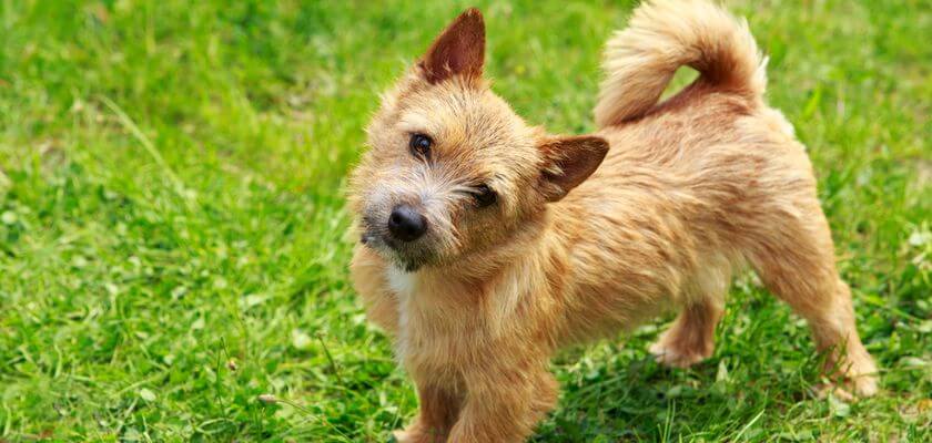 Norwich terrier – conozca el carácter de los perros de esta raza. ¿Qué hay que tener en cuenta al elegir una perrera?