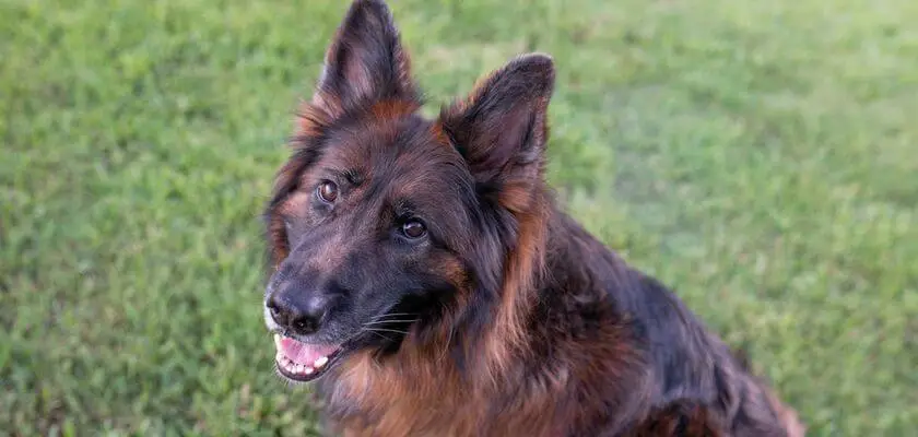 Perro pastor alemán: perro trabajador de aspecto majestuoso