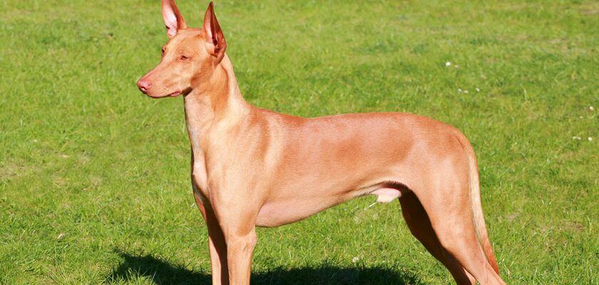 El perro del faraón: una raza antigua con una apariencia inusual y excelentes habilidades de caza